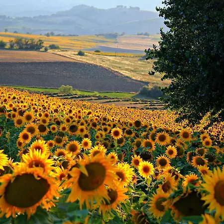 Eden Numana - In Favoloso Vicino Al Mare Semesterbostad Marcelli